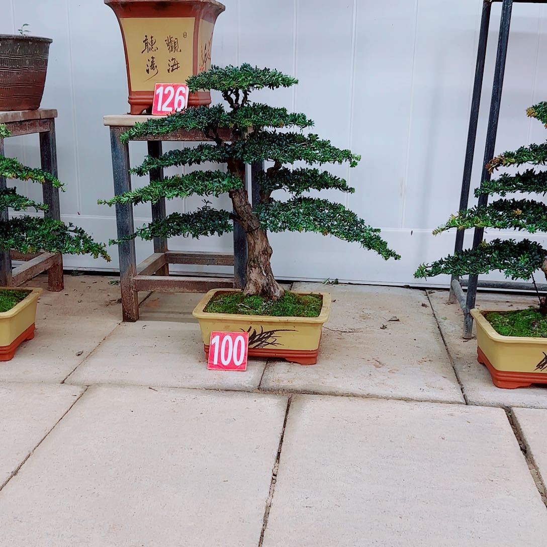 1***3完全开放盆景园林盆景