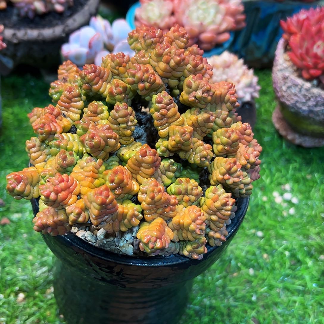 青龙属老桩精品多肉