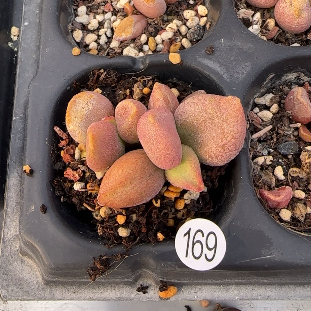开***?霓裳水泡多肉植物169