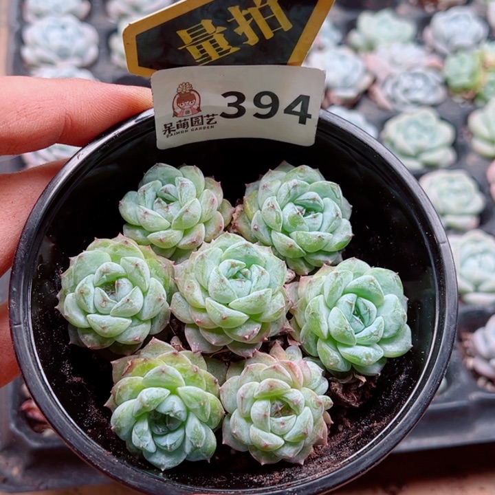 多肉植物多肉植物