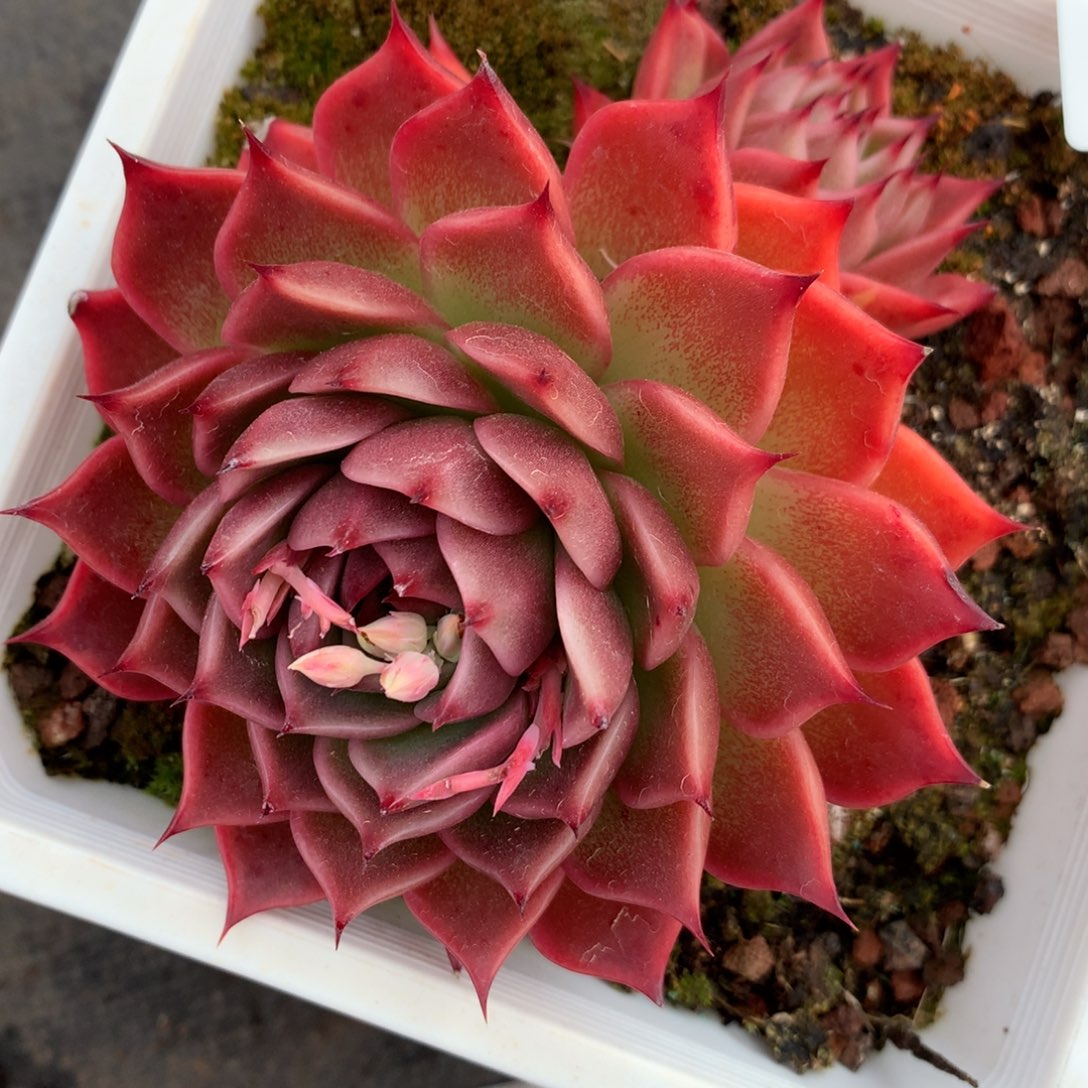 304杂交多肉老桩9冠