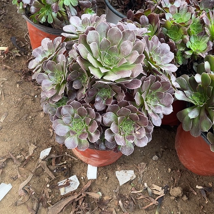 3荷兰玫瑰玫瑰玫瑰