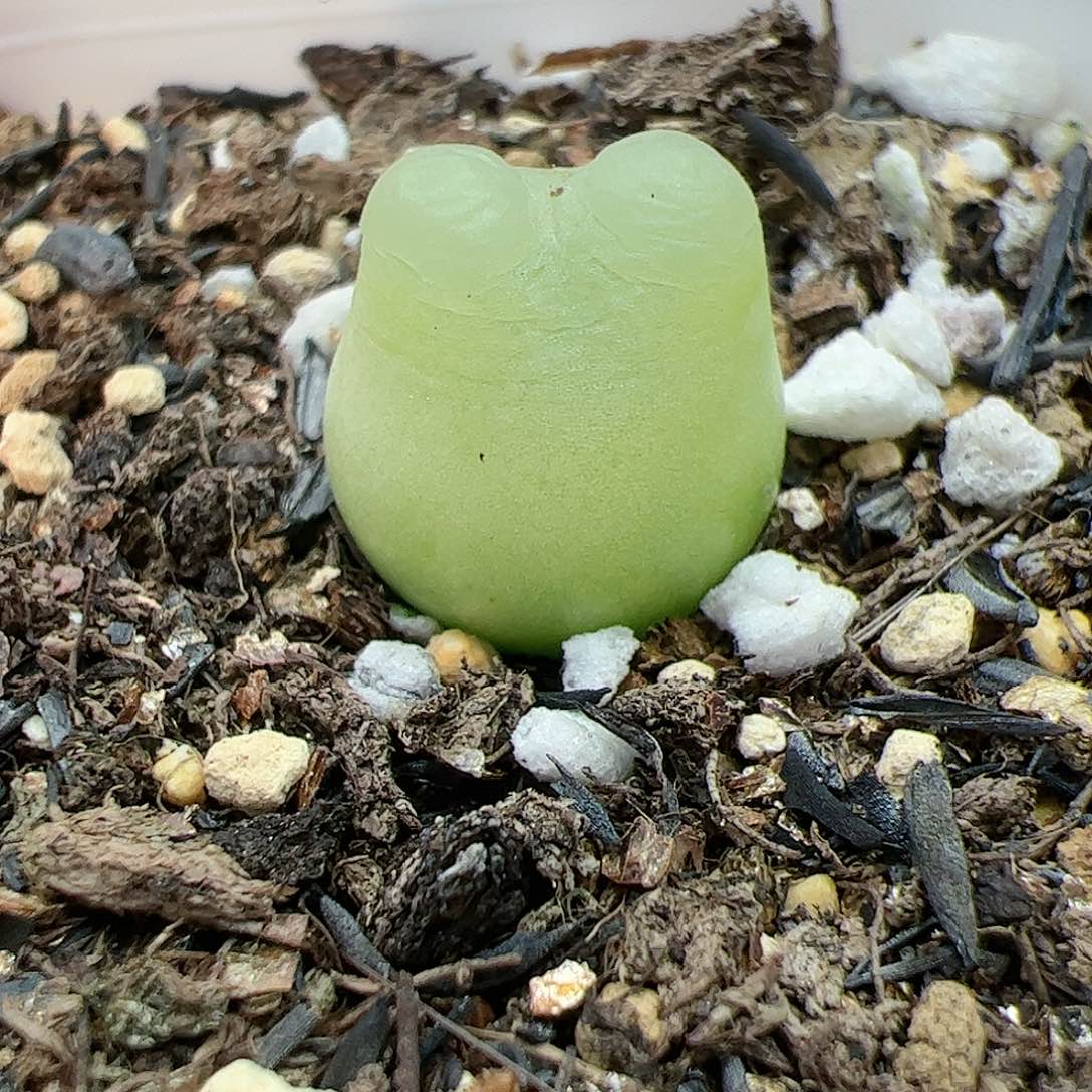 【闪购商品】331 兔子拉登1.3cm