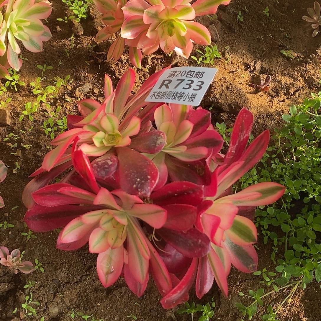 733美杜莎多肉有砍