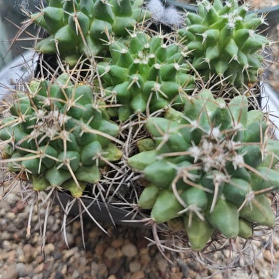 带盆带土发货，实生播种带大