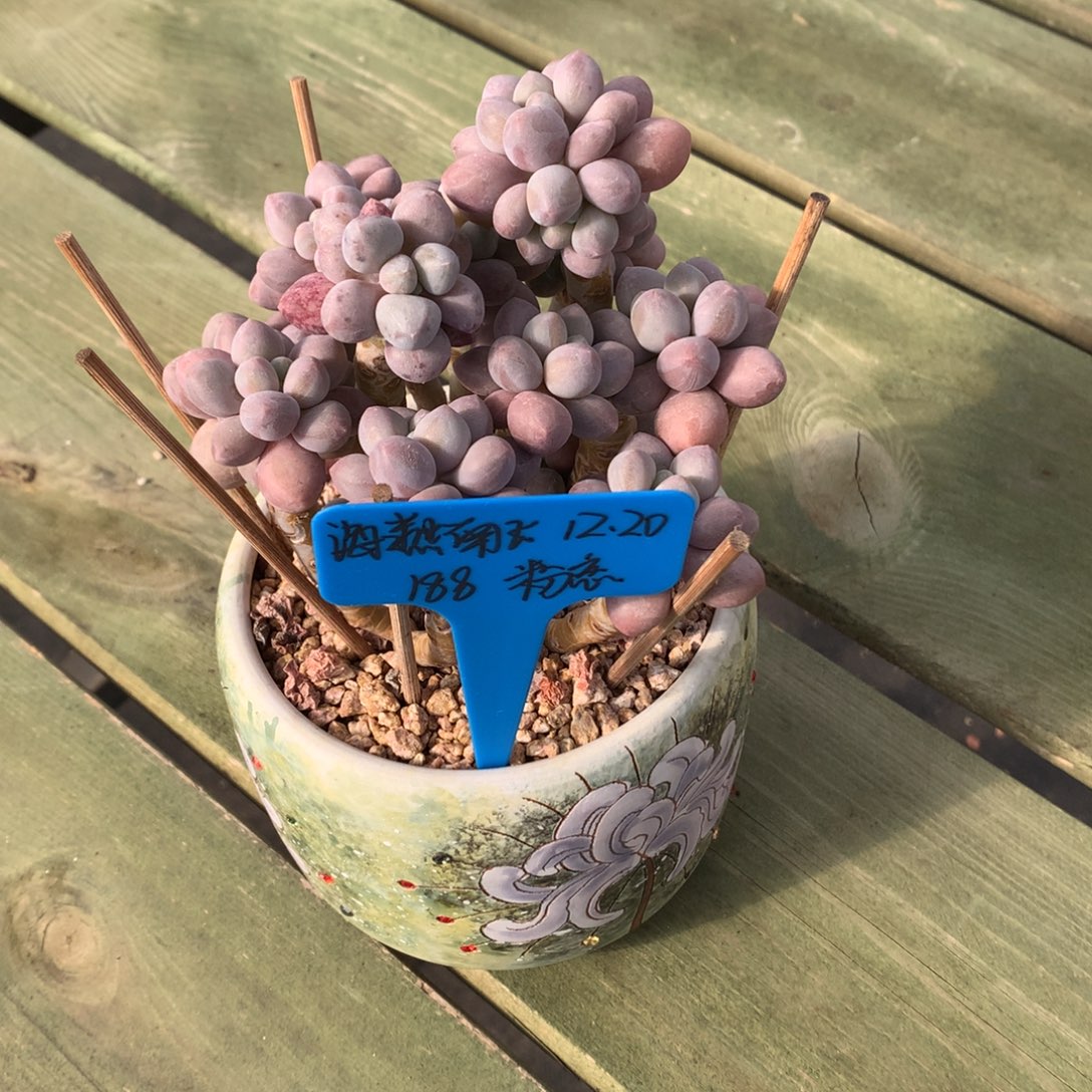 海***飞我们家的小仙女们