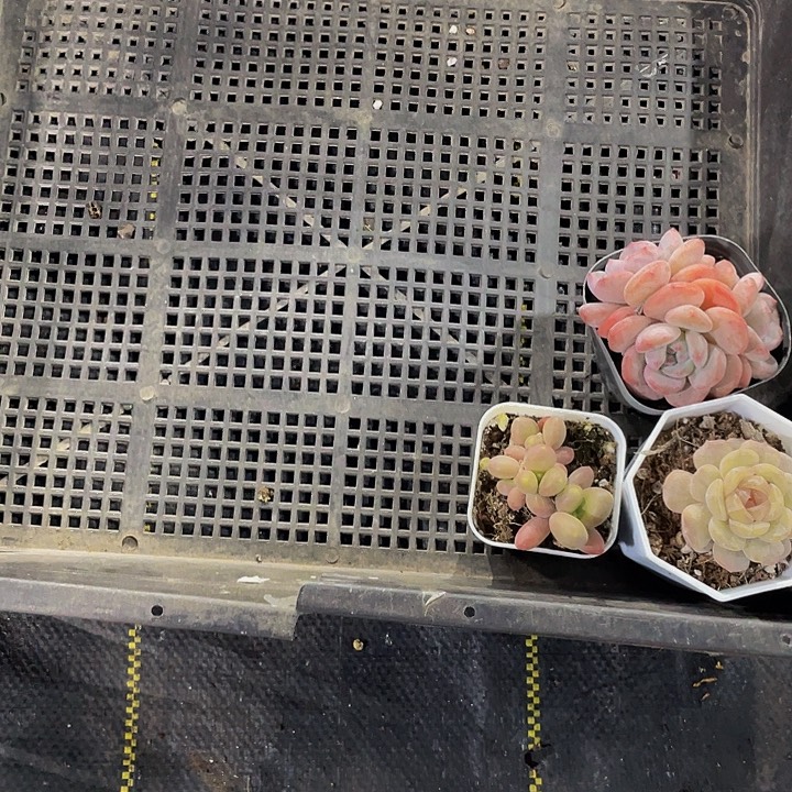 雨***滴999号筐带盆土发货