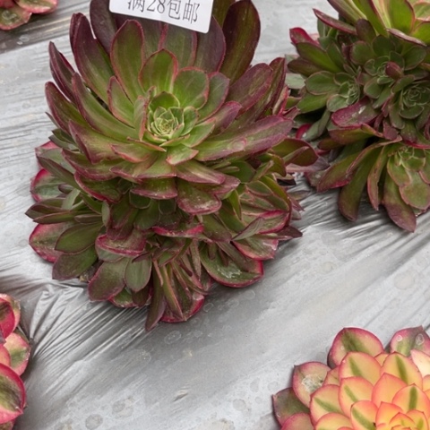 万花筒多肉多肉5535