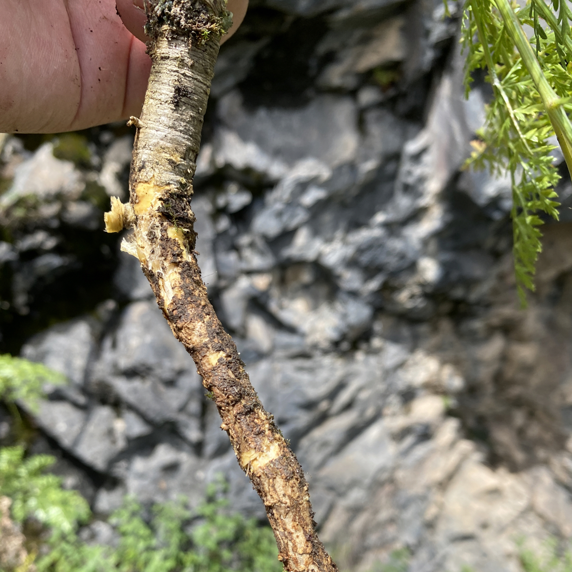 岩防风 长春七 秦岭产