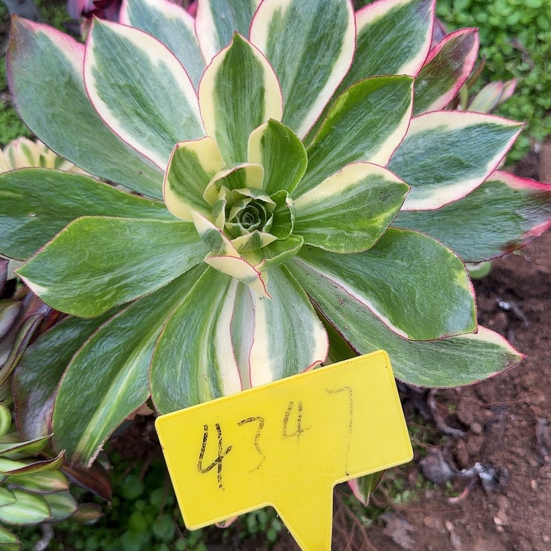 m***a4347---多头多肉植物无根