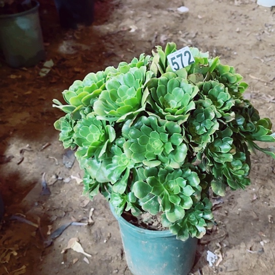 572绿羊绒老桩法师
