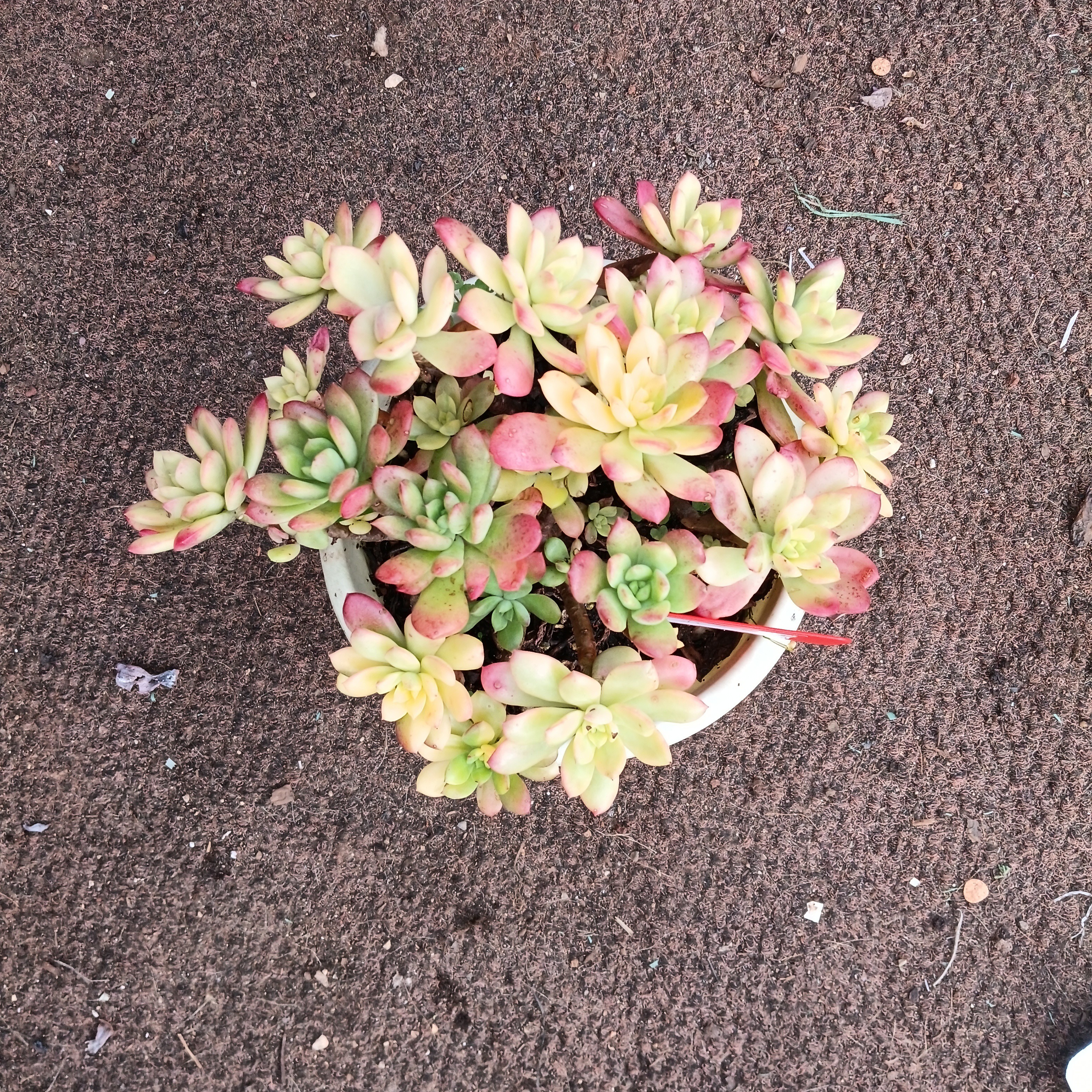 叮当锦多肉植物五个，脱土发货，不售后