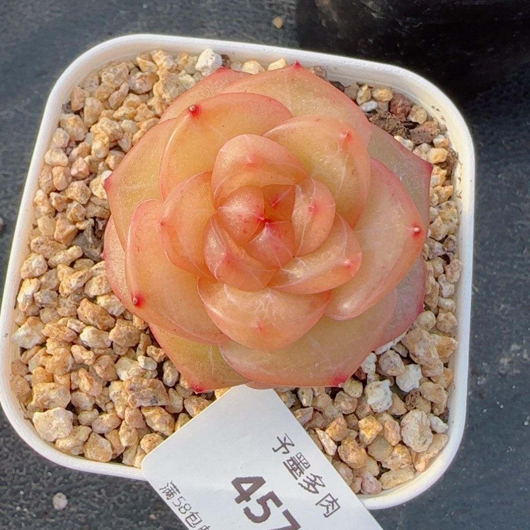 灵泽珍妮，4576多肉植物