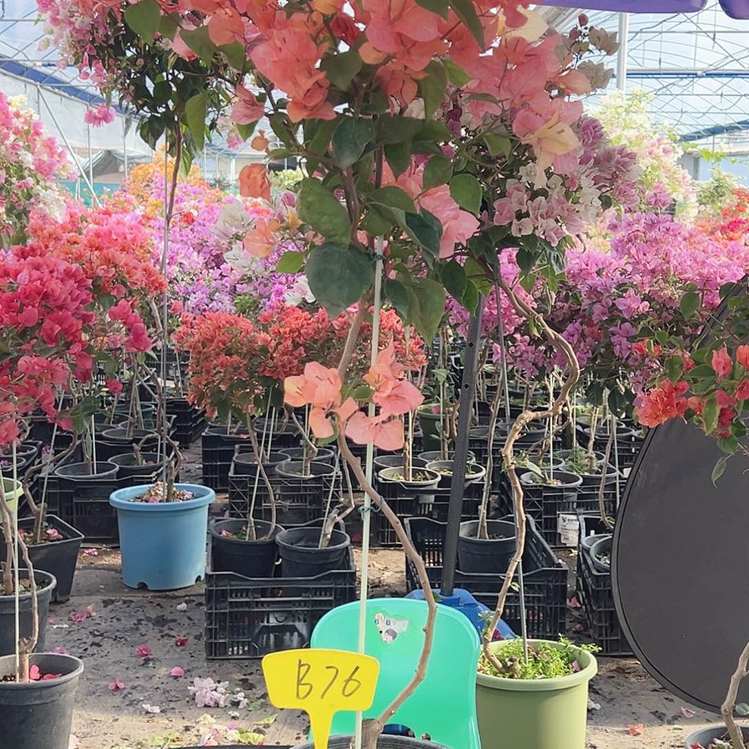 半***歌大部分花苞少量开放B76阿达娜