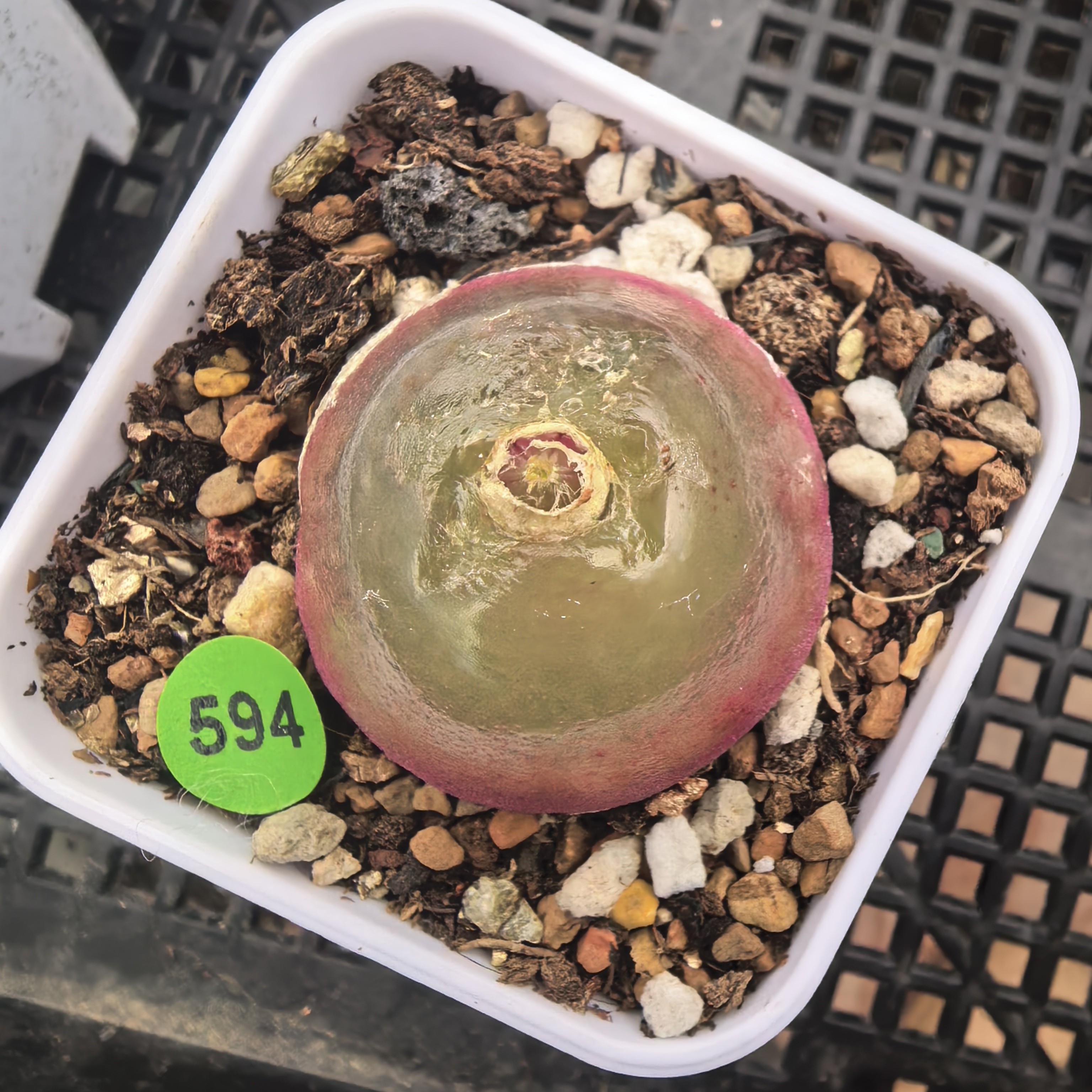 灯泡2.9-3CM（干疤）带盆多肉594