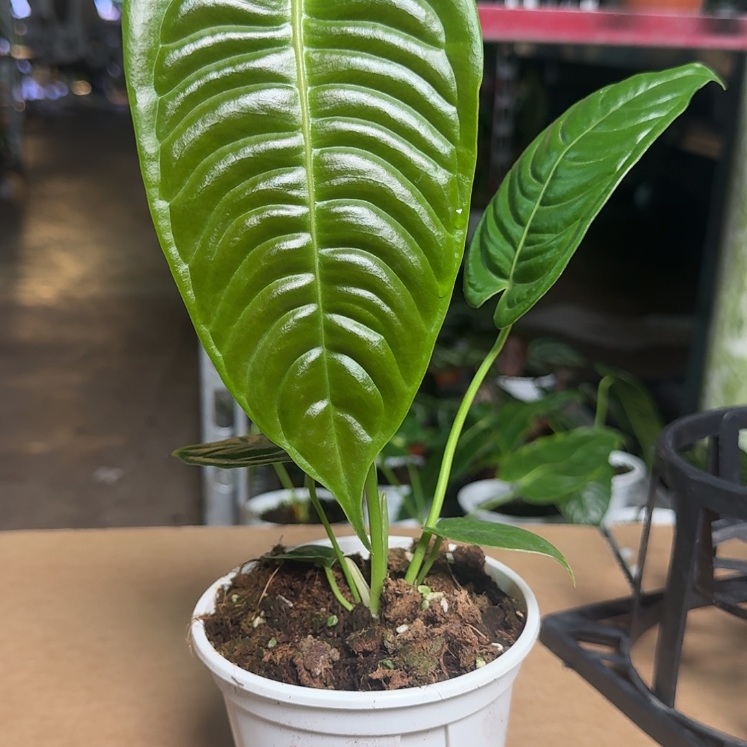完全开放Z76火鹤王花烛