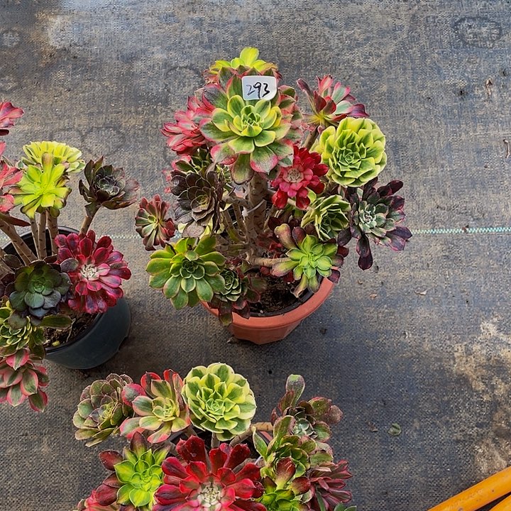 *****架接0000000000293号