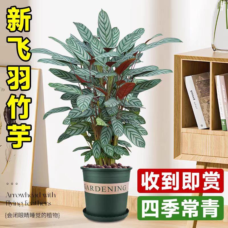 新飞羽竹芋盆栽室内植物办公室桌面花卉绿植好养活四季常青吸甲醛
