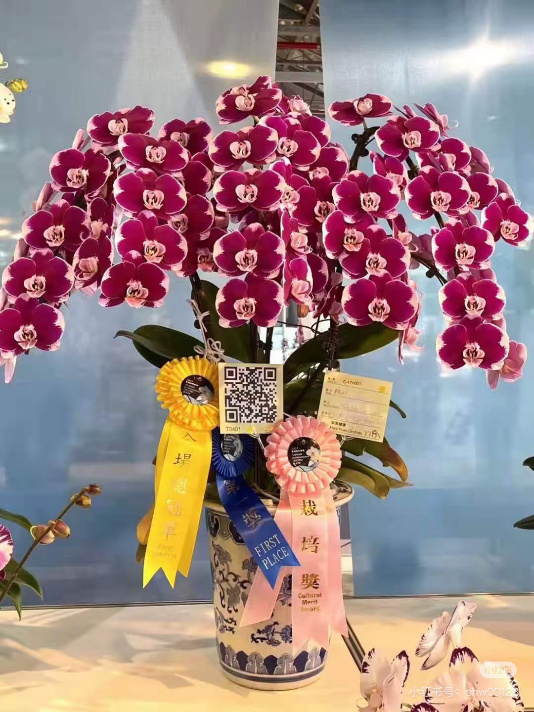 【五星上将】3.5寸加高杯 成熟苗子爆根