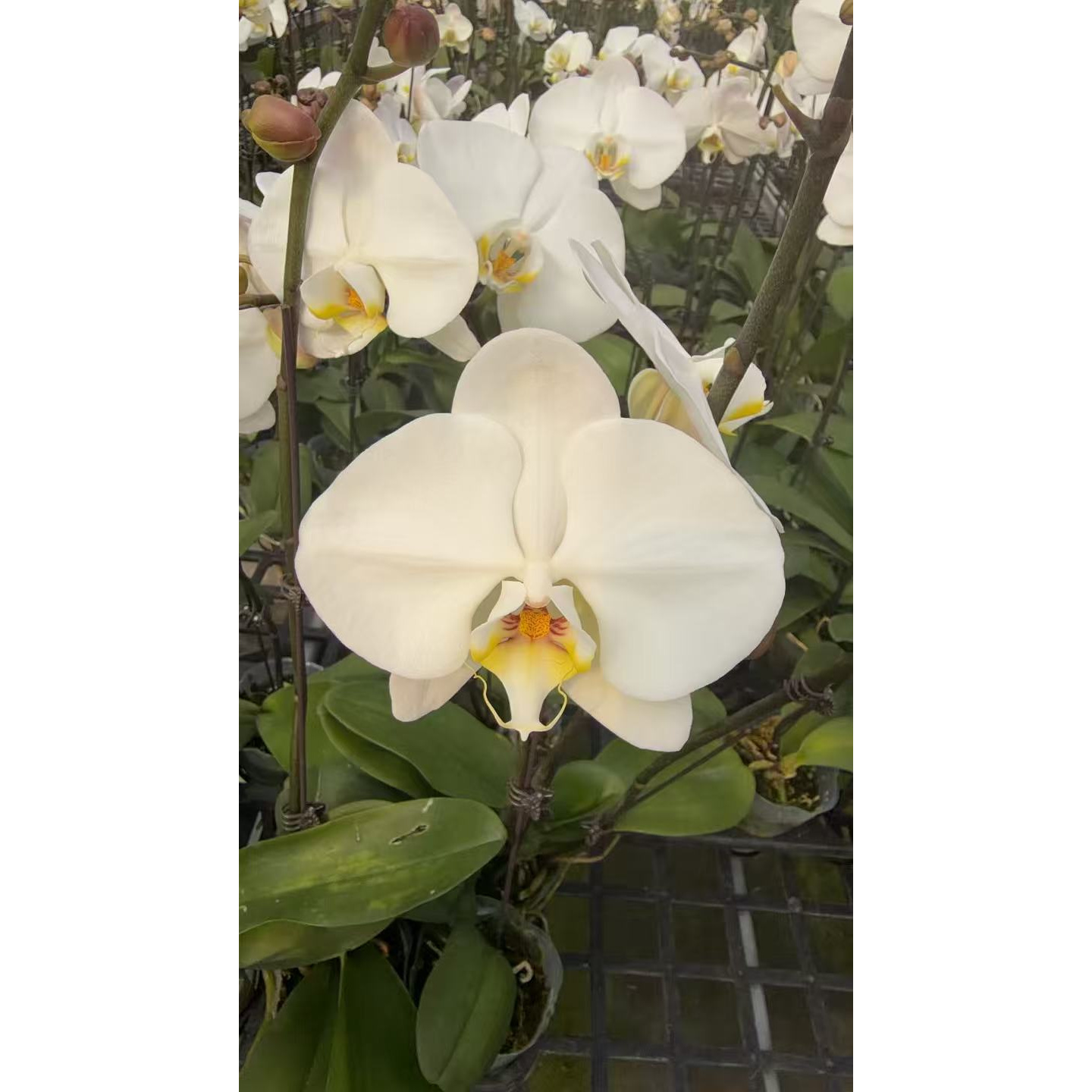 【大白】蝴蝶兰大花型纯白色好养耐养适合室内花卉客厅装饰送礼