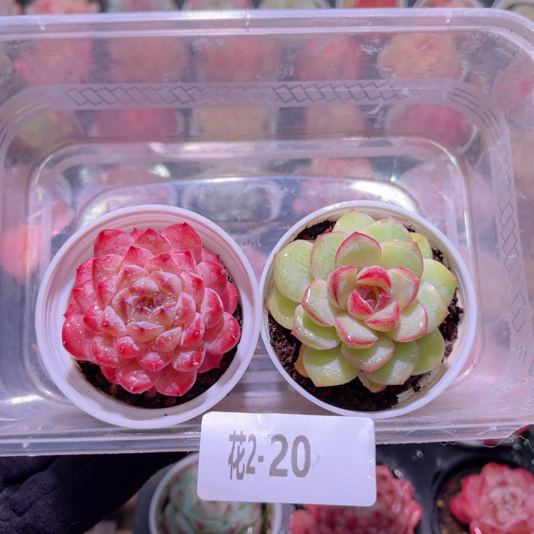 红陶花利美2-20新品2颗
