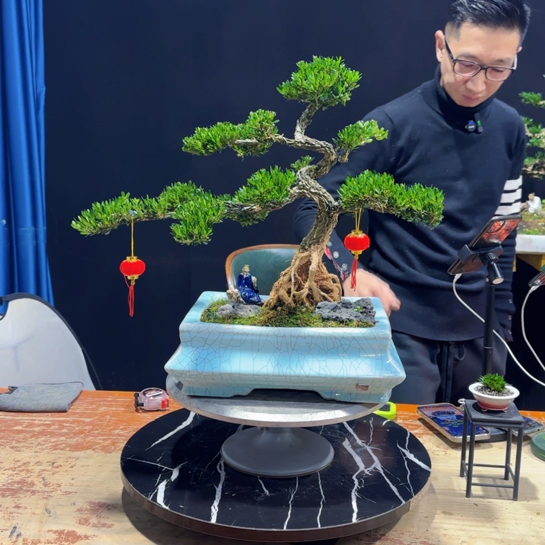 黄杨室内室外盆景艺术