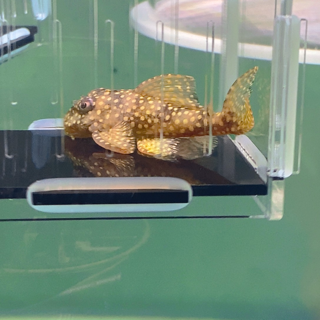 清道夫鱼136异型20号