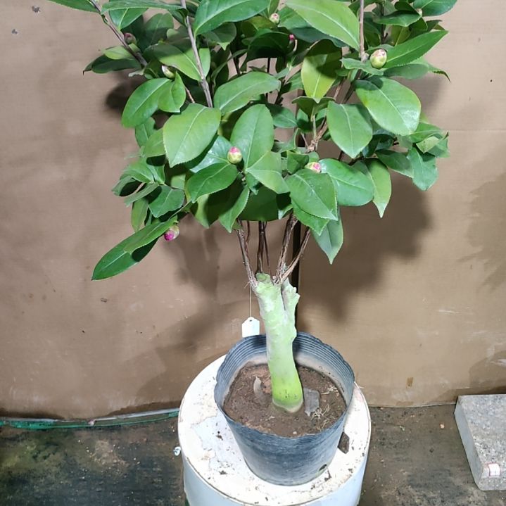 960姚黄，原盆原土发货，不包邮