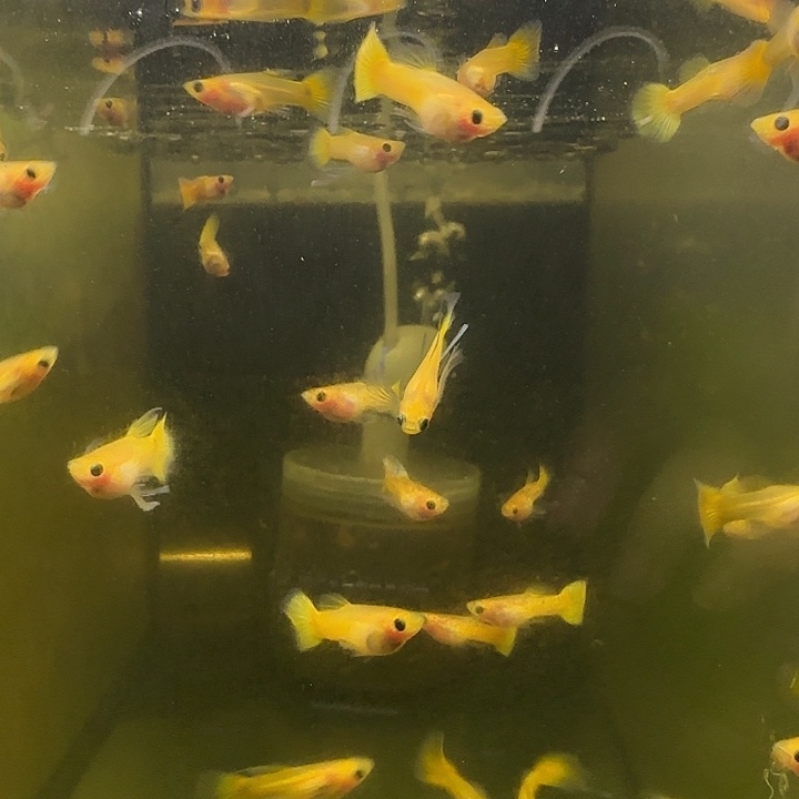 孔雀鱼黄金玻璃猫一组