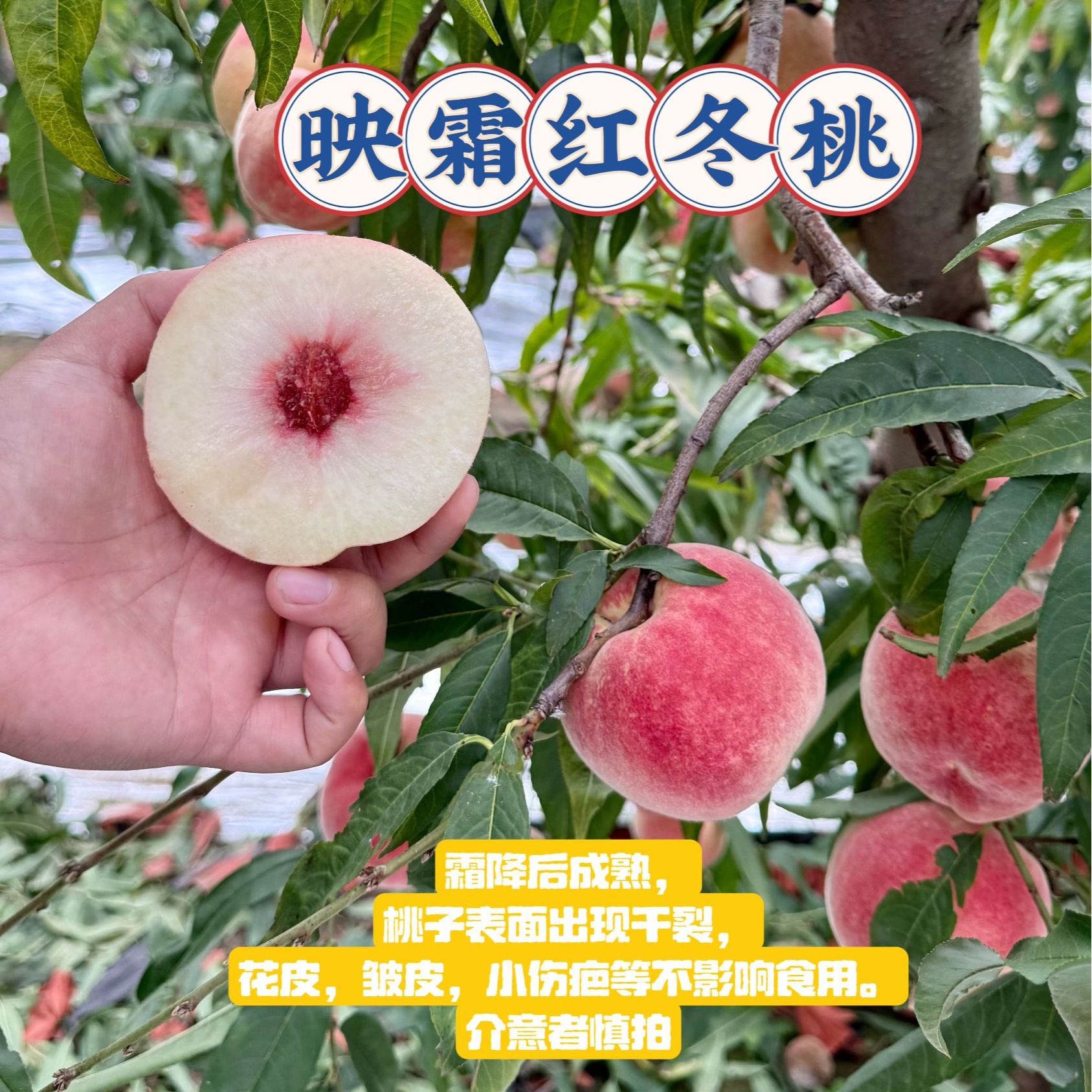 圆通冬桃映霜红头茬特级脆甜多汁桃子天然秋桃果园现摘现发