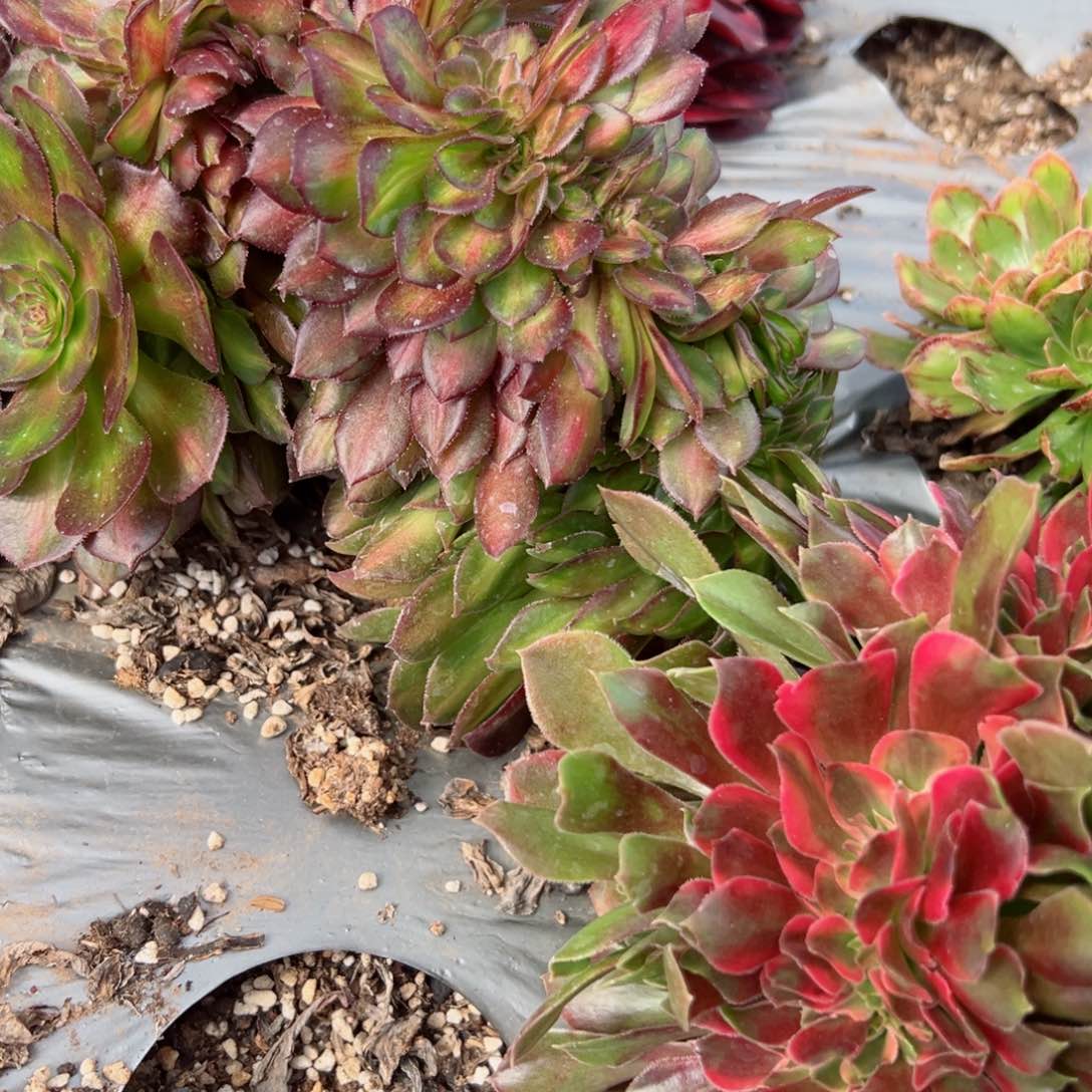 649 号多肉植物法师新年福利