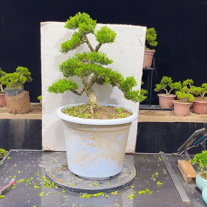 无花朵黄杨盆景四季常绿