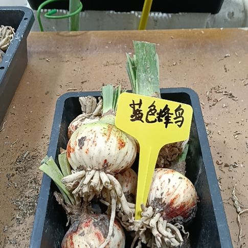 无花朵蓝色蜂鸟5+残次发一个