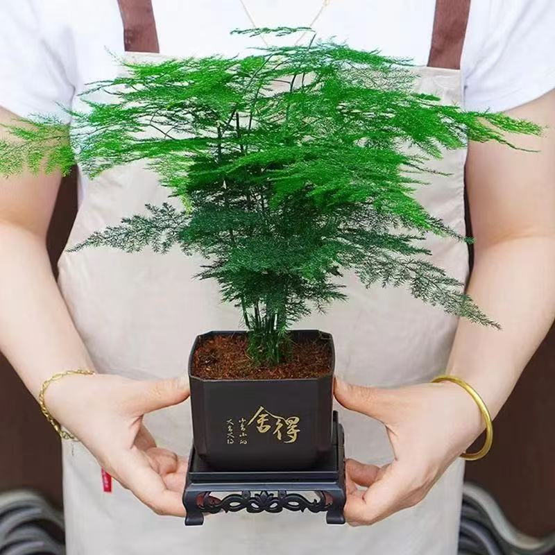 文竹盆栽室内绿植净化空气四季常青好养护办公室客厅适用