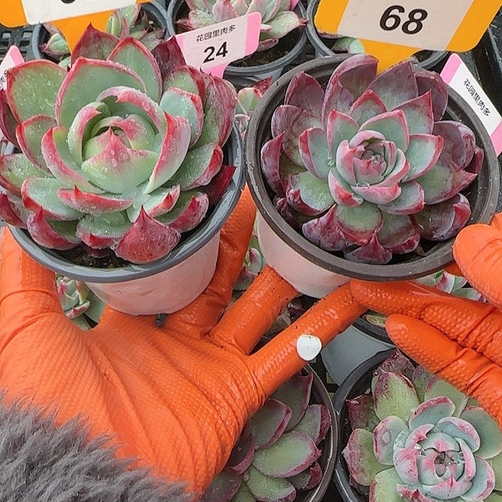 韩***屋95、68 惊鸿仙子多肉植物6-9cm