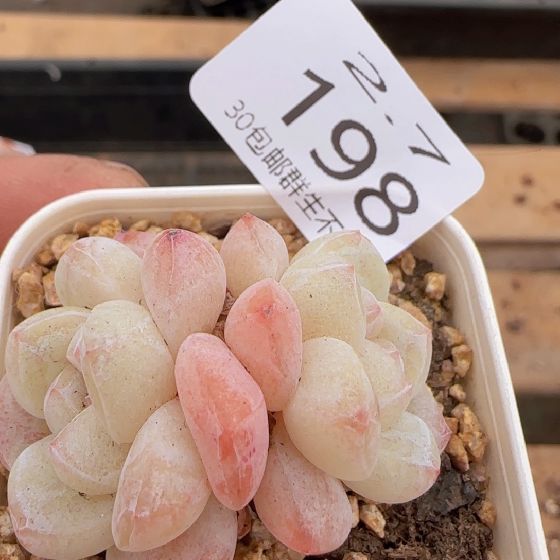 白体糖心冰玉双头