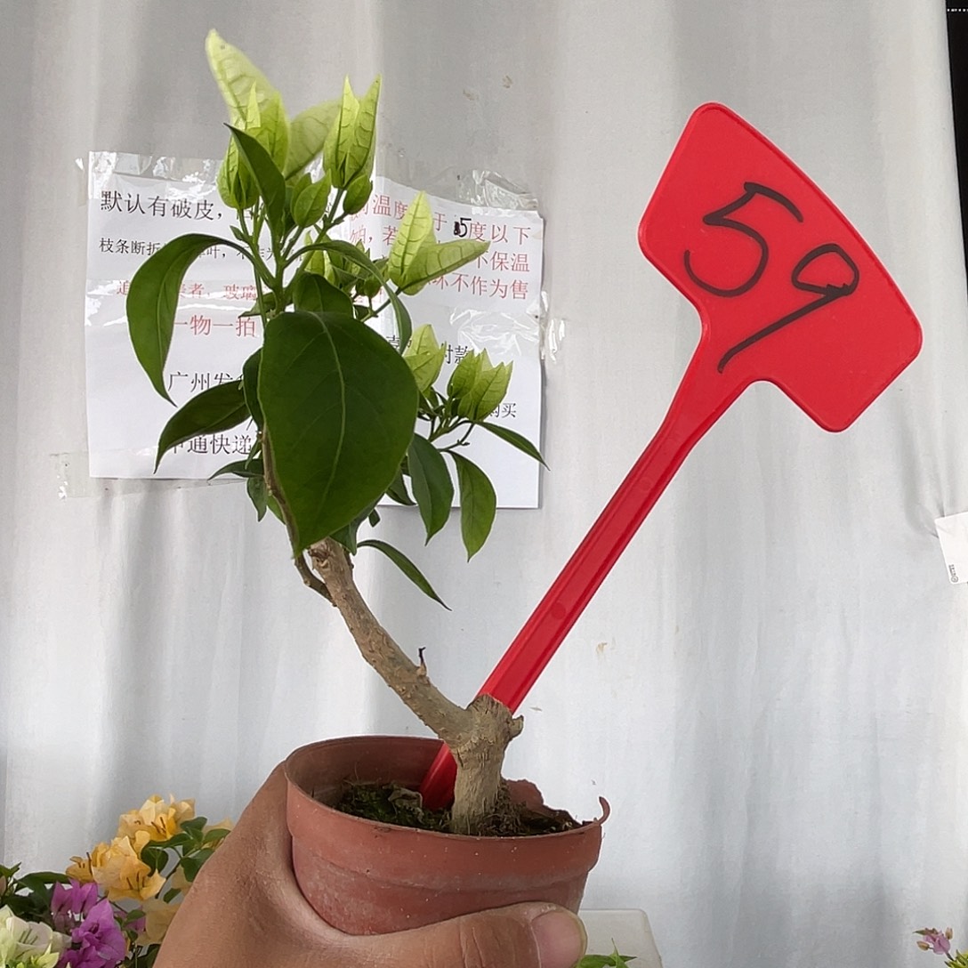 当前无花栽培后可以开花59掌中宝新加坡大宫白