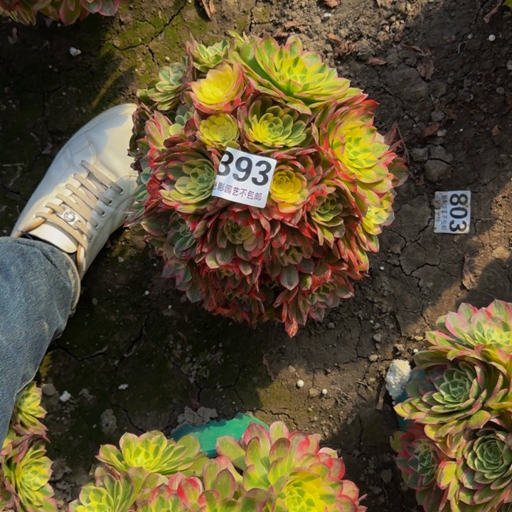 海王花27-15包邮花花
