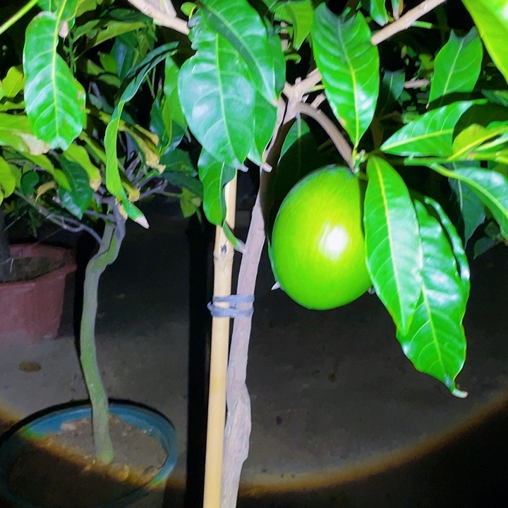 锋***少完全开放果树8888