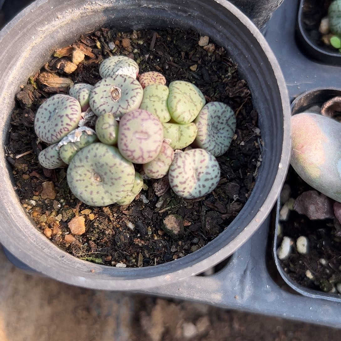 多肉植物安贞群生