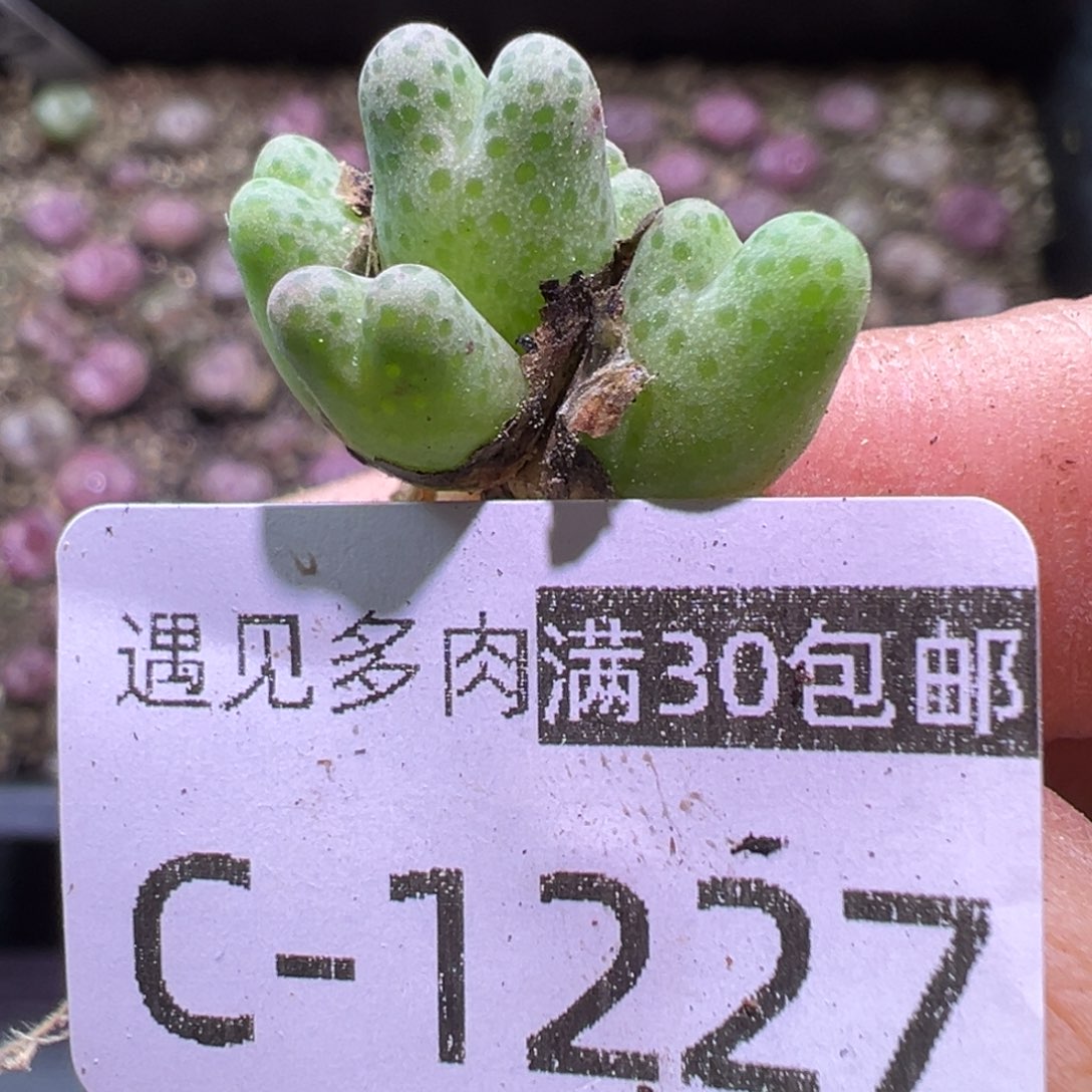 多肉植物11111111111111