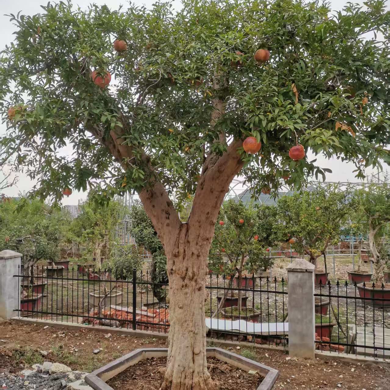 盆栽地栽，绿植盆景一树一拍