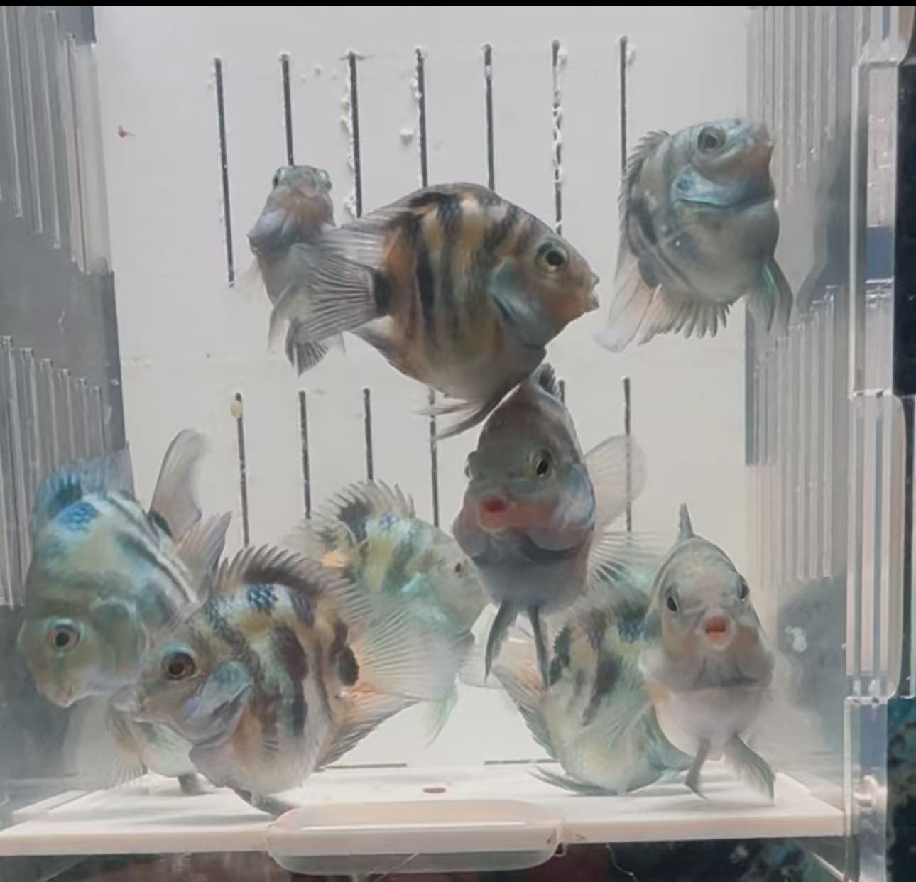 嘟嘟嘴缩尾桃心迷你鹦鹉鱼（宝蓝）