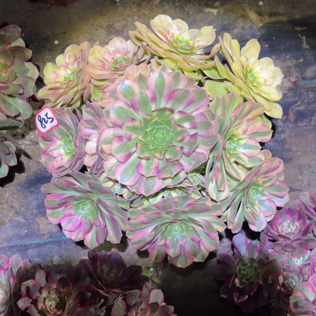 825多肉植物雨荷发生