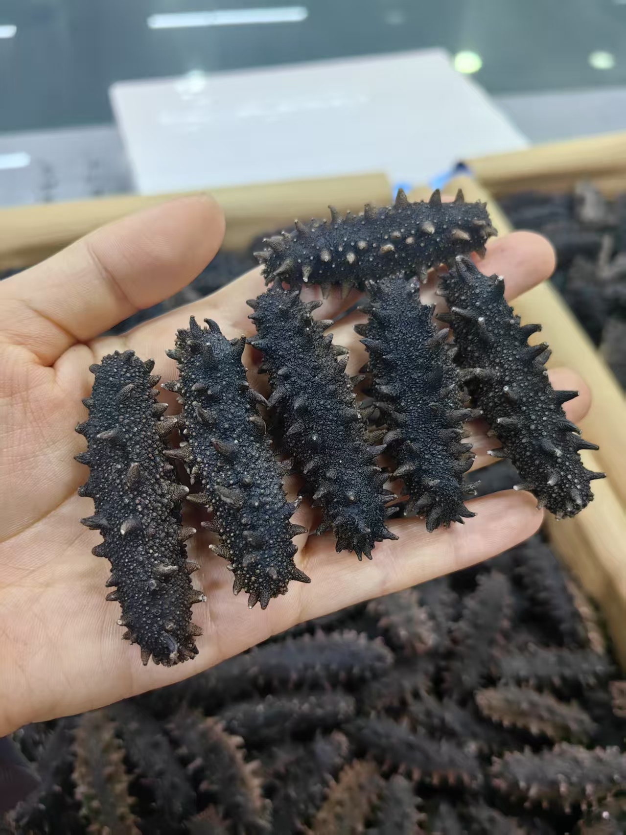 大连海参辽淡干纯干海参（试吃一只）