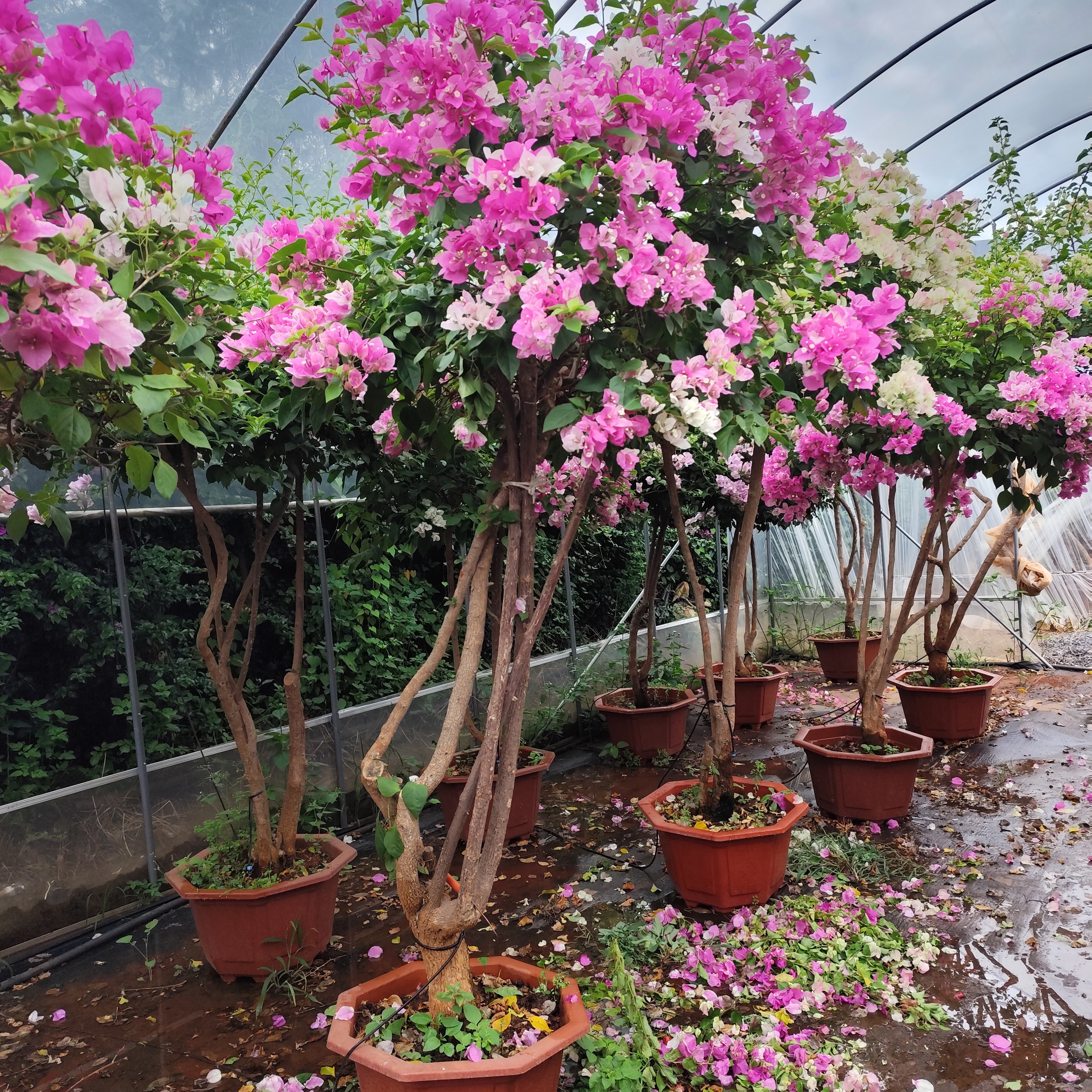 张小姐三角梅石楠花夹竹桃三角梅盆景，复色系花，勤花，好养护