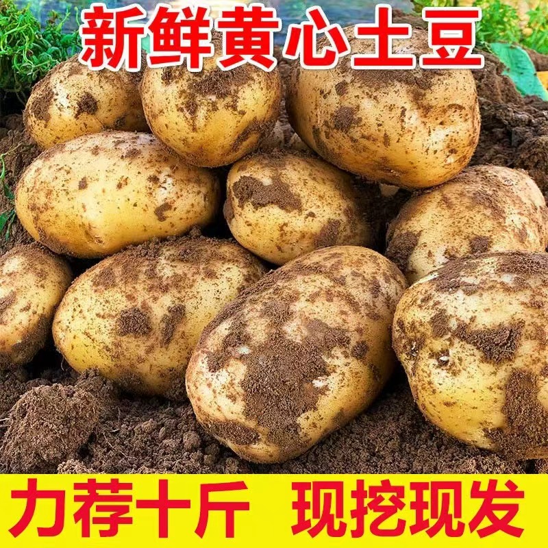 【2025新货】湖北农家蔬菜 黄皮黄心大土豆 洋芋新鲜10批发