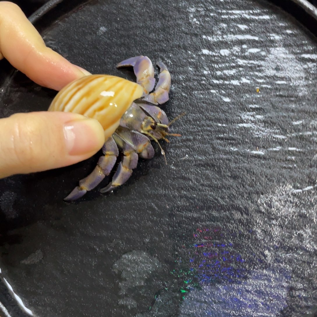 寄居蟹，寄居蟹，寄居蟹