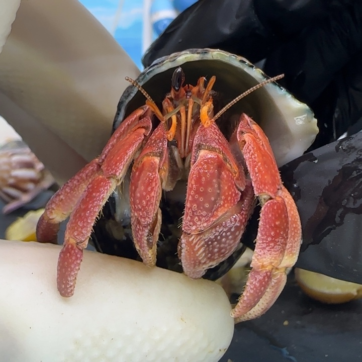 A53红粉 灰白2.0cm口径