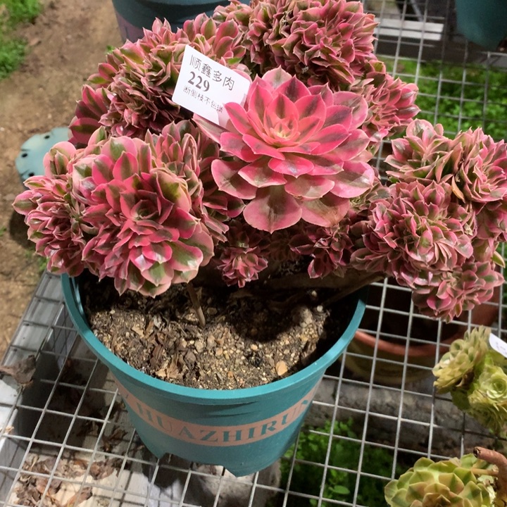 229粉女巫缀多肉植物特价